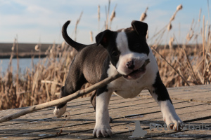 Photos supplémentaires: American Staffordshire Terrier
