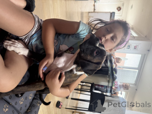 Photo №3. Boxer chiot féminin Omaela Harmony, FCI enregistré. Slovaquie