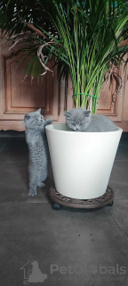 Photo №1. british shorthair - à vendre en ville de Malines | Gratuit | Annonce № 127854