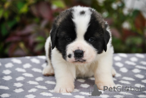 Photos supplémentaires: Chiots Saint-Bernard