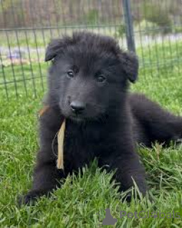 Photo №3. Groenendael Chiots à vendre. Belgique