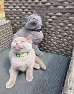 Photo №3. Mignonne haute définition. La finlande