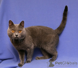 Photo №1. chartreux - à vendre en ville de Paris | négocié | Annonce № 123140