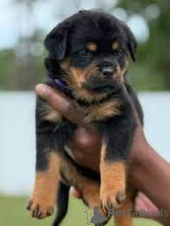 Photo №1. rottweiler - à vendre en ville de Helsinki | 1000€ | Annonce №169385