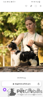 Photos supplémentaires: Chiot Biewer avec perspective