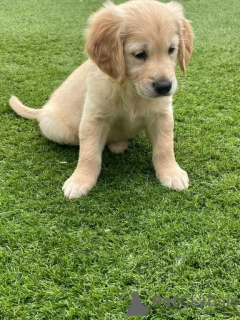 Photo №1. golden retriever - à vendre en ville de Berlin | négocié | Annonce №115945