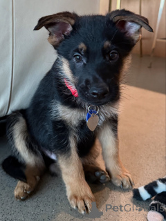 Photo №1. berger allemand - à vendre en ville de Basel | négocié | Annonce №163768