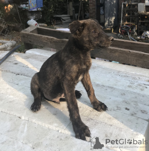 Photo №2 de l'annonce № 7500 de la vente chien bâtard - acheter à Fédération de Russie annonce privée