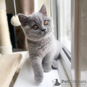 Photo №3. Chatons British Shorthair exceptionnels disponibles. USA