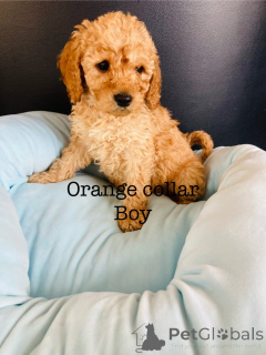 Photo №3. Superbes chiots cockapoo F1B. Allemagne