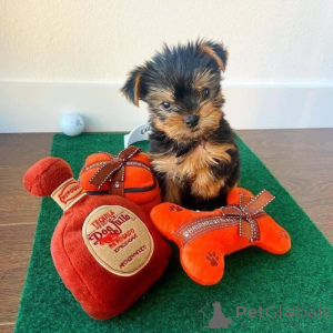 Photo №1. yorkshire terrier - à vendre en ville de Main | négocié | Annonce №163037