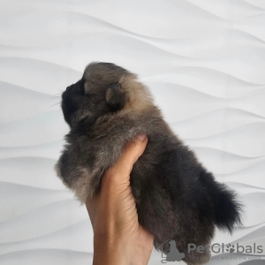 Photos supplémentaires: Chiot mâle Spitz de Poméranie