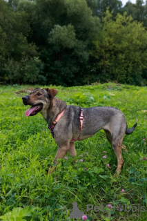 Photos supplémentaires: Le pointeur mixte Max est entre de bonnes mains !