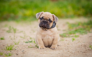 Photo №3. Chiots bouledogue français. Fédération de Russie