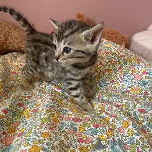 Photo №2 de l'annonce № 167250 de la vente bengal - acheter à Allemagne annonce privée