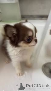 Photo №1. chihuahua - à vendre en ville de Helsinki | 700€ | Annonce №164694