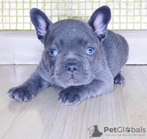 Photo №1. bouledogue - à vendre en ville de Stockholm | négocié | Annonce №77486