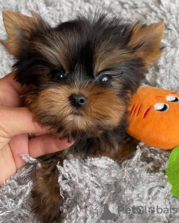 Photo №3. Yorkshire Terrier. Allemagne