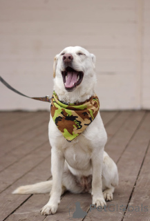 Photo №4. Je vais vendre chien bâtard en ville de Москва.  - prix - Gratuit