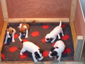 Photo №2 de l'annonce № 99493 de la vente jack russell terrier - acheter à Allemagne annonce privée