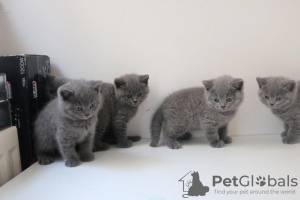 Photo №2 de l'annonce № 123997 de la vente british shorthair - acheter à Allemagne de la fourrière, de l'abri, éleveur