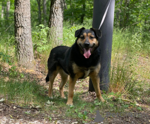 Photo №4. Je vais vendre chien bâtard en ville de Москва. annonce privée - prix - Gratuit