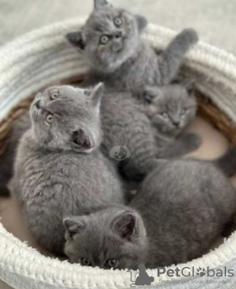 Photo №3. Chatons British Shorthair mâles et femelles prêts maintenant. Chypre