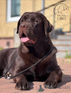 Photo №2 de l'annonce № 137775 de la vente labrador retriever - acheter à Fédération de Russie éleveur