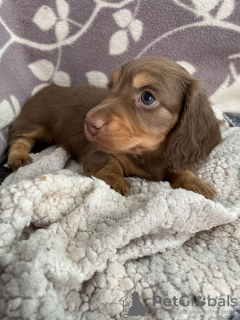 Photo №3. Kc reg mini-teckels à poils. Allemagne