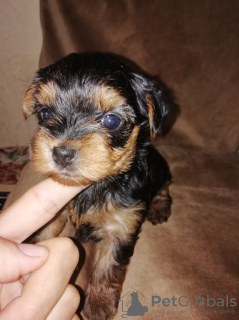 Photo №4. Je vais vendre yorkshire terrier en ville de Daugavpils. annonce privée, de la fourrière, éleveur - prix - 450€