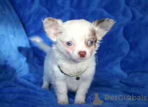 Photo №1. chihuahua - à vendre en ville de Berlin | Gratuit | Annonce №98240