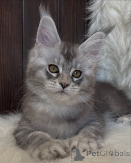 Photo №3. Grand cœur, plus grandes pattes Atlas porte l'amour comme une légende.. Islande