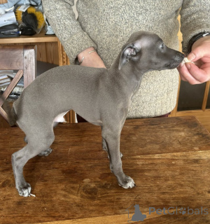 Photo №1. petit lévrier italien - à vendre en ville de Bad Wildungen | négocié | Annonce №162204