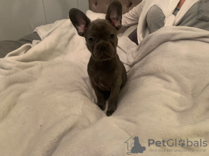 Photo №1. bouledogue - à vendre en ville de Freshwater | 400€ | Annonce №115327