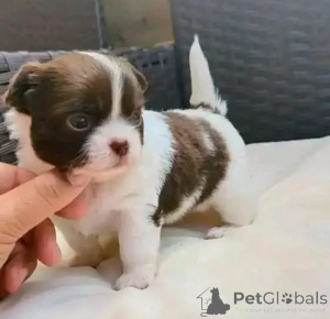 Photo №1. chihuahua - à vendre en ville de Ertert | négocié | Annonce №166165