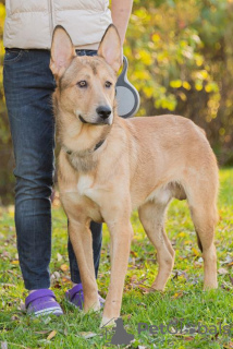 Photo №2 de l'annonce № 31448 de la vente chien bâtard - acheter à Fédération de Russie annonce privée