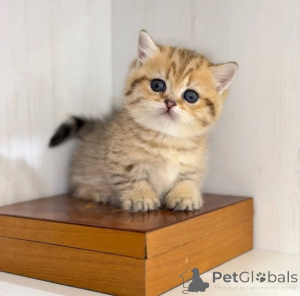 Photo №1. munchkin - à vendre en ville de Lindow | 350€ | Annonce № 177604