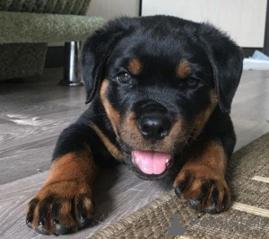 Photo №1. rottweiler - à vendre en ville de Stockholm | 425€ | Annonce №56630