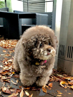 Photo №2 de l'annonce № 160247 de la vente caniche (jouet) - acheter à La finlande annonce privée