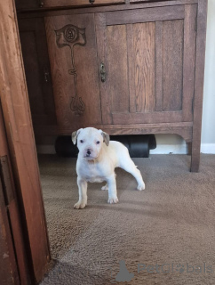 Photo №2 de l'annonce № 144559 de la vente bouledogue américain - acheter à Allemagne éleveur