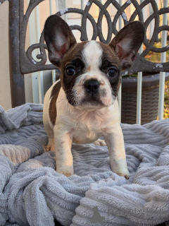 Photo №1. bouledogue - à vendre en ville de Mönhengladbach | négocié | Annonce №174967