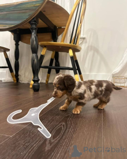 Photo №1.  - à vendre en ville de Brandburg | Gratuit | Annonce №150843