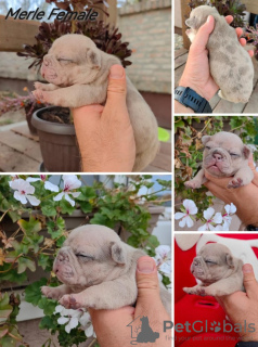 Photo №4. Je vais vendre bouledogue en ville de Zrenjanin. éleveur - prix - négocié