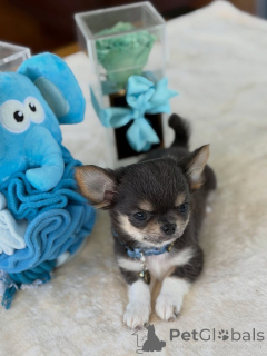 Photo №1. chihuahua - à vendre en ville de Adamov | 250€ | Annonce №173725