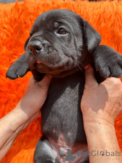Photo №4. Je vais vendre cane corso en ville de Aalborg. annonce privée, éleveur - prix - 1€
