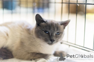 Photo №3. L'incroyable beauté Agatha est entre de bonnes mains.. Fédération de Russie