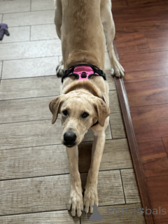 Photo №2 de l'annonce № 134976 de la vente labrador retriever - acheter à USA annonce privée