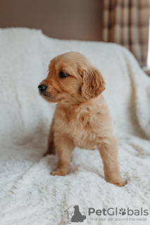 Photo №1. golden retriever - à vendre en ville de Berlin | 400€ | Annonce №90614