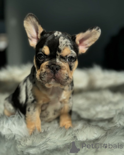 Photo №2 de l'annonce № 150631 de la vente bouledogue - acheter à Allemagne de l'abri, éleveur