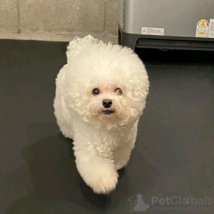 Photo №2 de l'annonce № 65077 de la vente bichon à poil frisé - acheter à Grèce annonce privée